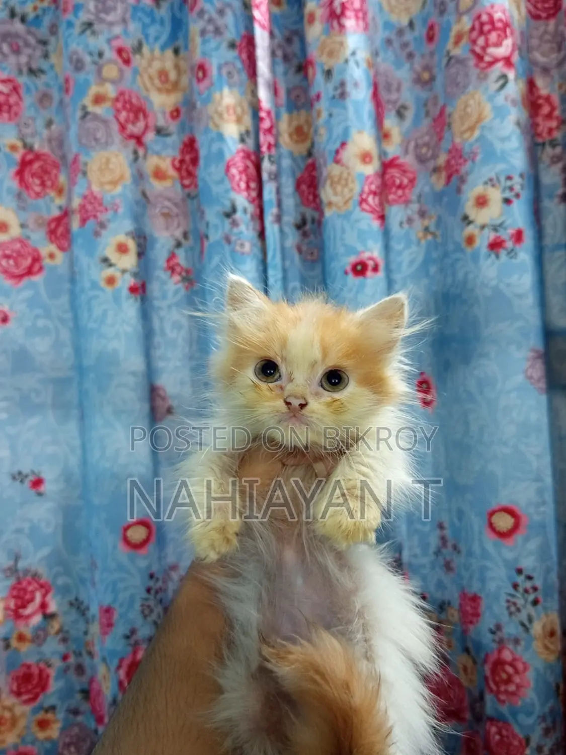 1-3 Months Female Purebred Persian Cat