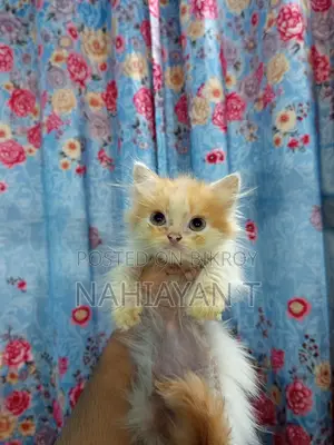 1-3 Months Female Purebred Persian Cat