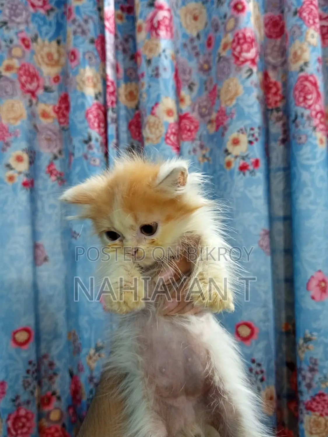 1-3 Months Female Purebred Persian Cat