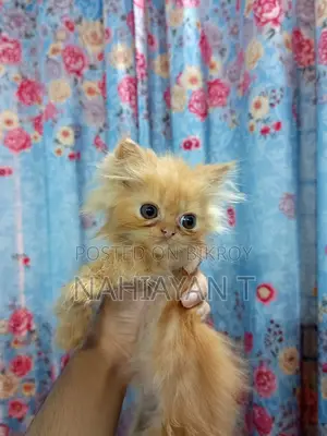 1-3 Months Female Purebred Persian Cat
