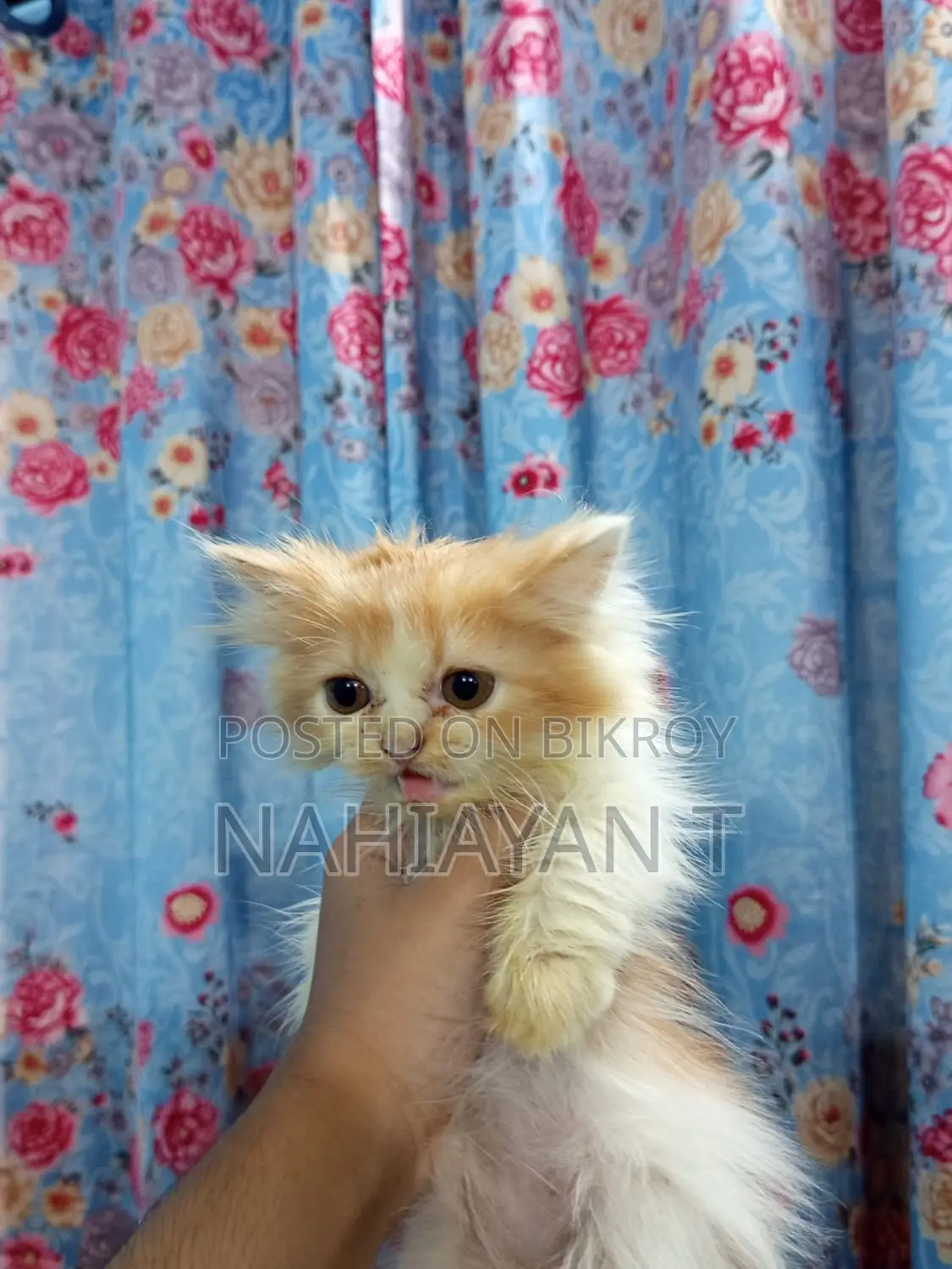 1-3 Months Female Purebred Persian Cat
