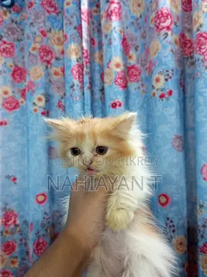 1-3 Months Female Purebred Persian Cat