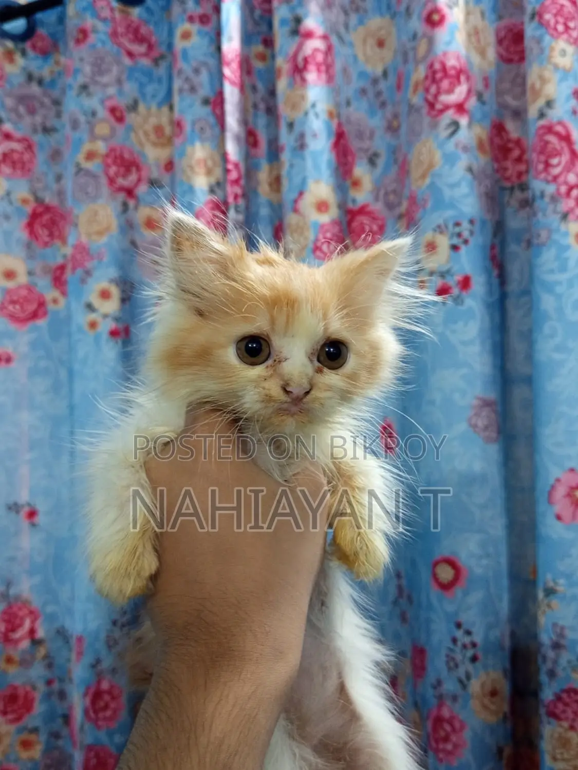 1-3 Months Female Purebred Persian Cat