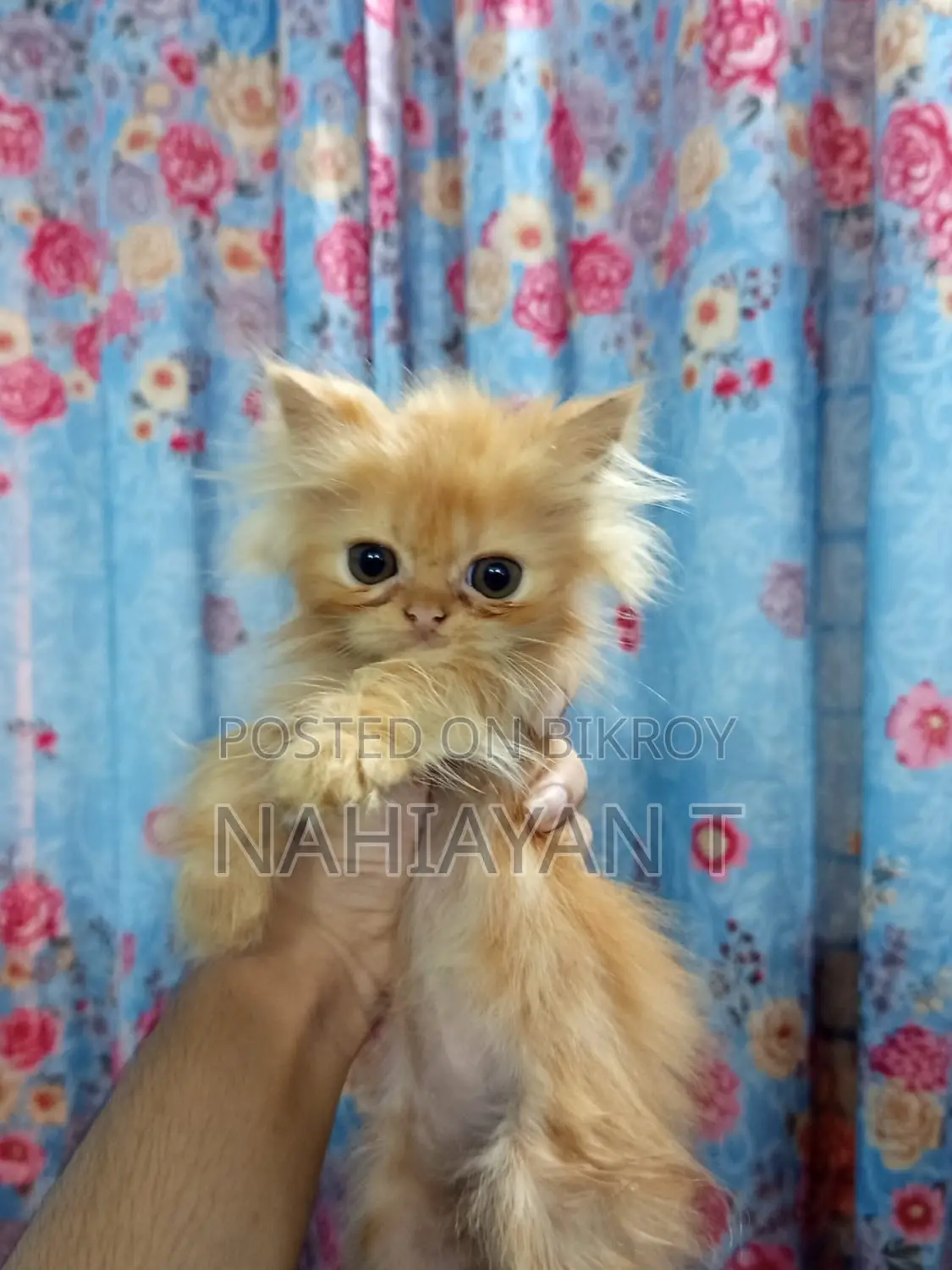 1-3 Months Female Purebred Persian Cat