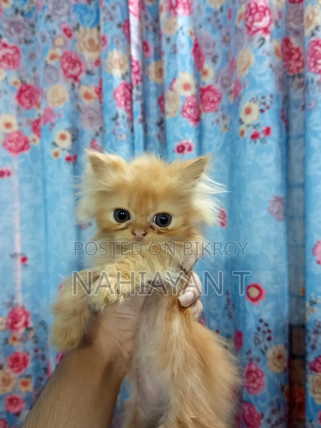 1-3 Months Female Purebred Persian Cat