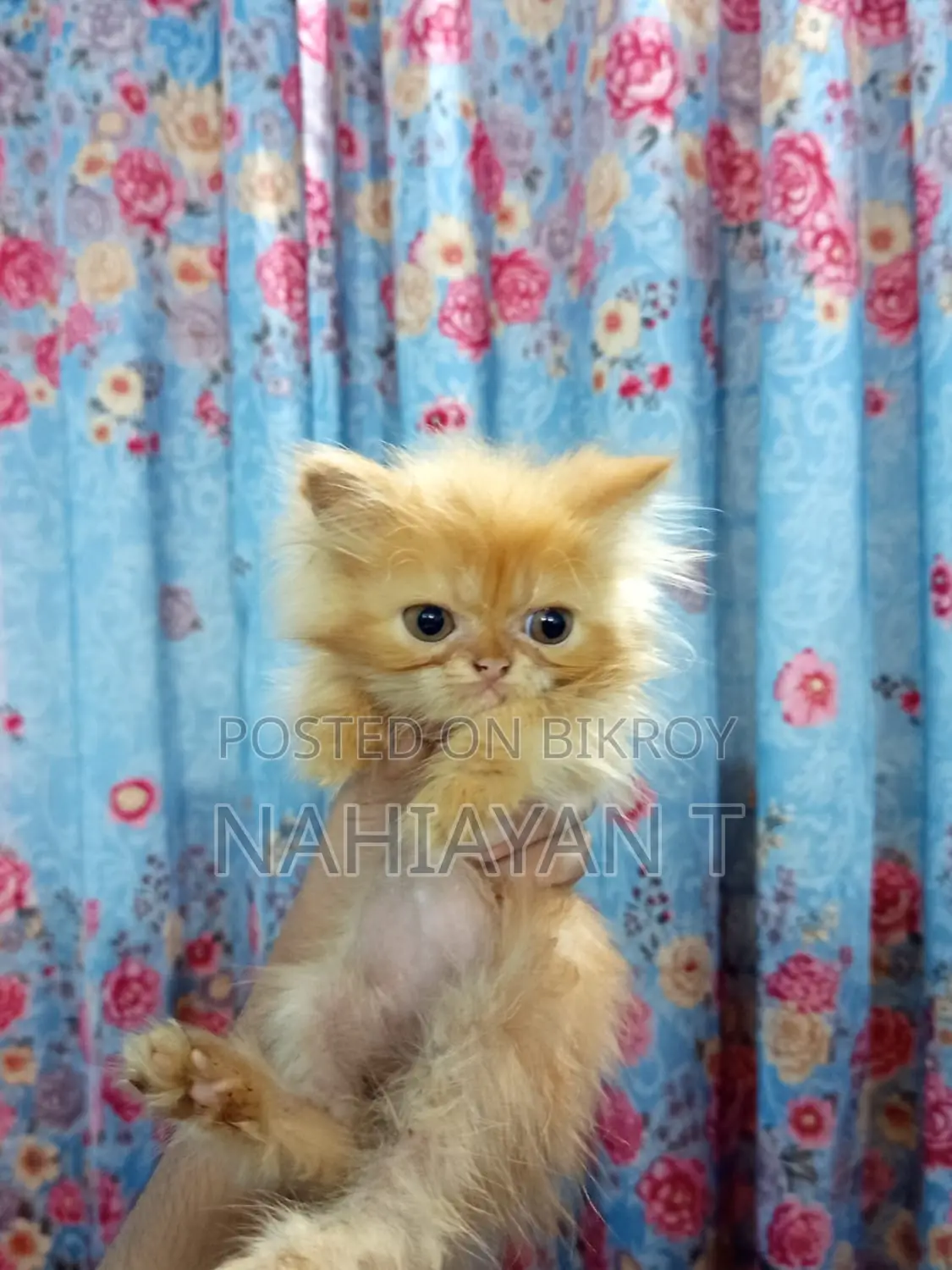 1-3 Months Female Purebred Persian Cat