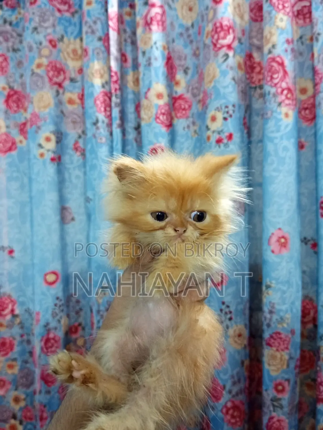 1-3 Months Female Purebred Persian Cat