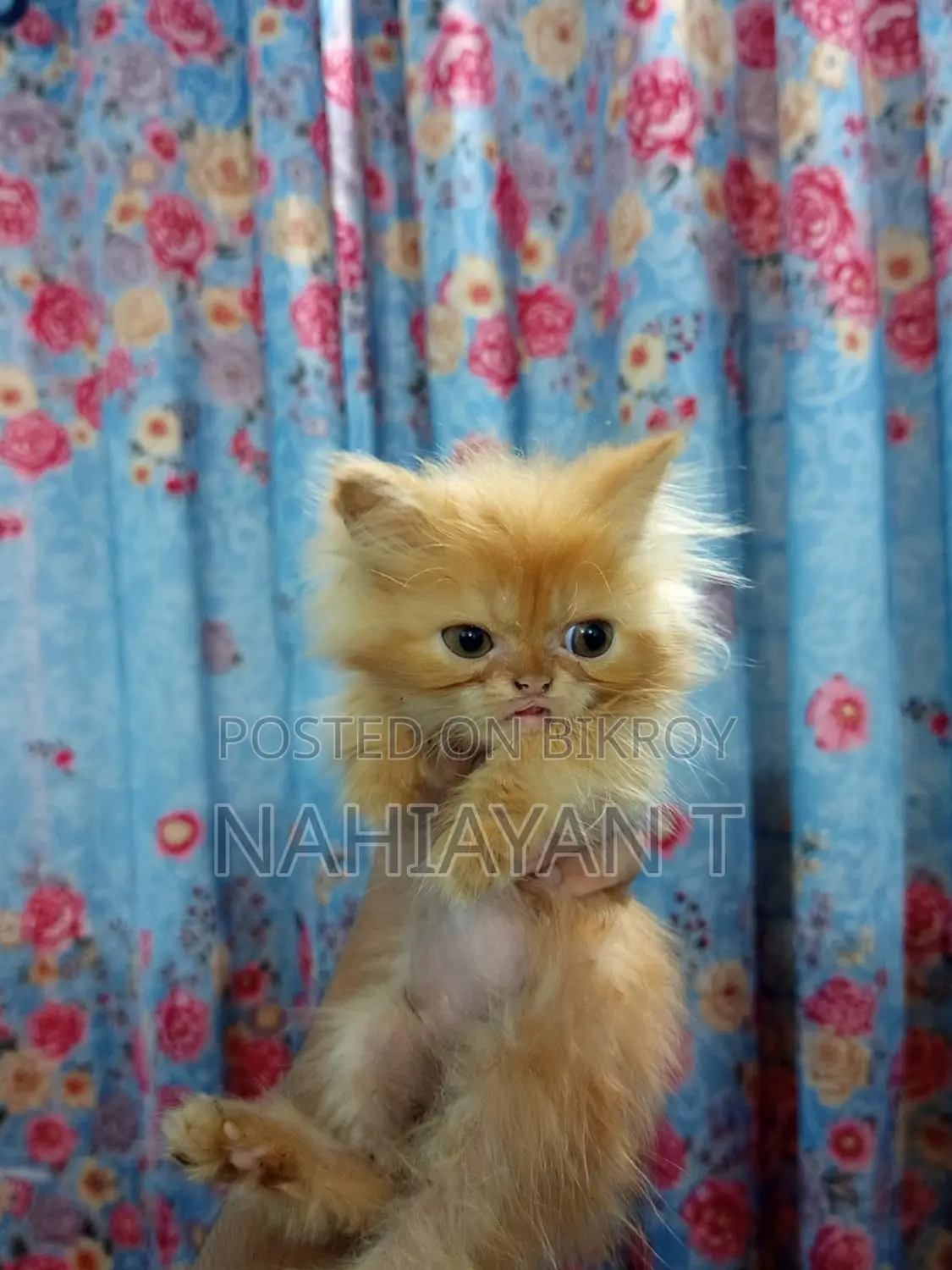 1-3 Months Female Purebred Persian Cat