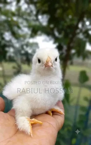 কলম্বিয়ান লাইট ব্রাহামা মুরগীর বাচ্চা