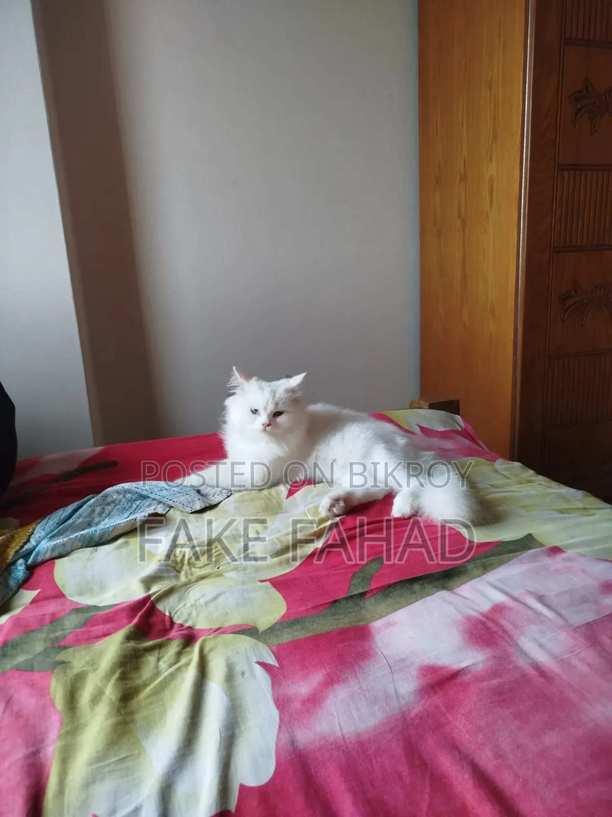 6-12 Months Male Purebred Persian