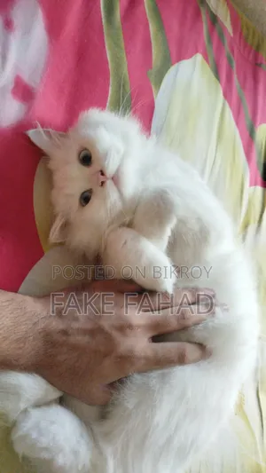 6-12 Months Male Purebred Persian