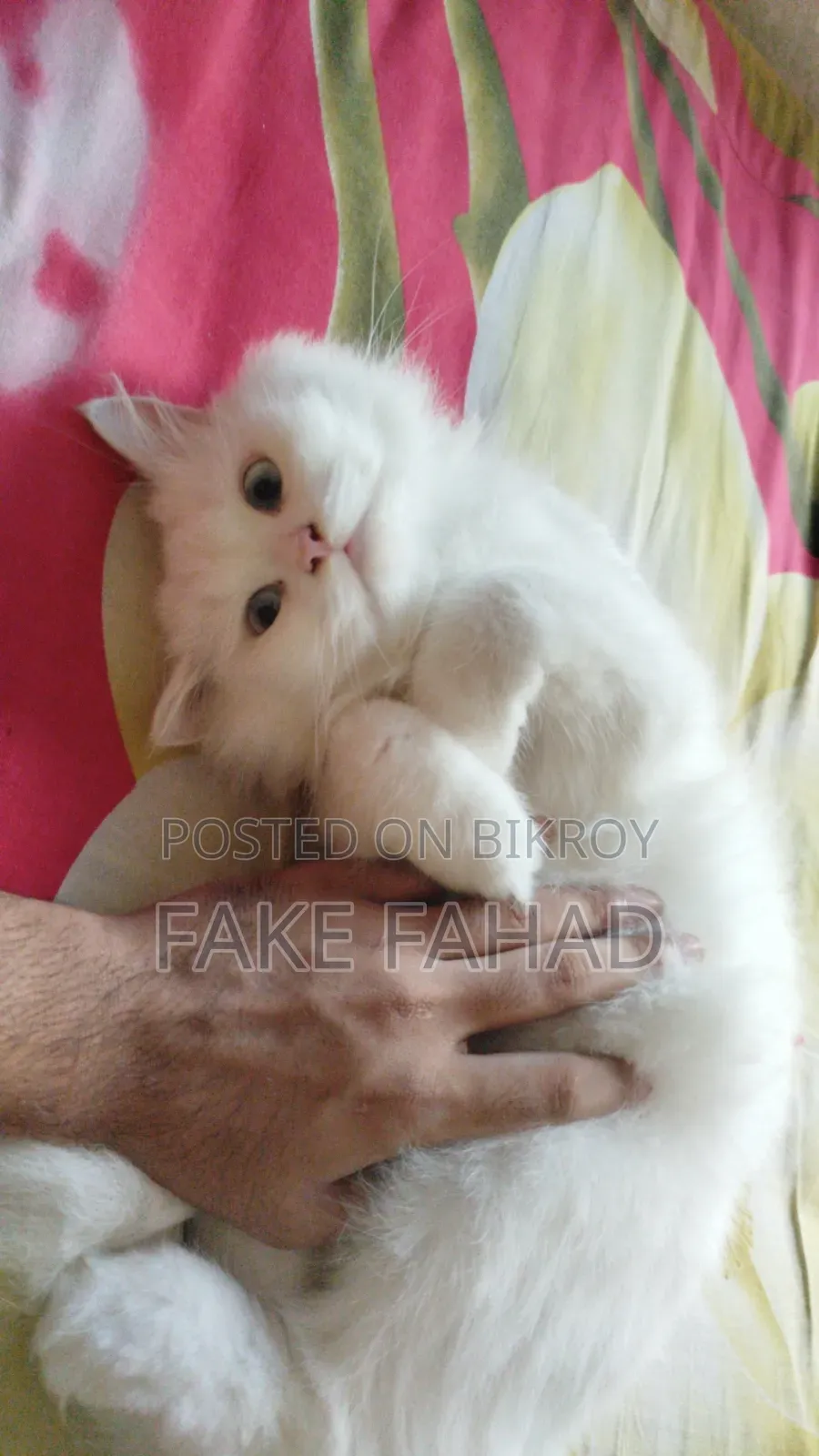 6-12 Months Male Purebred Persian