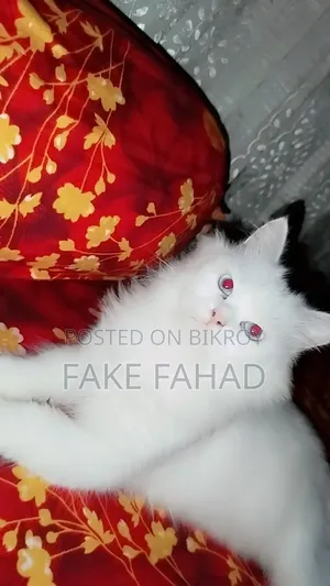6-12 Months Male Purebred Persian