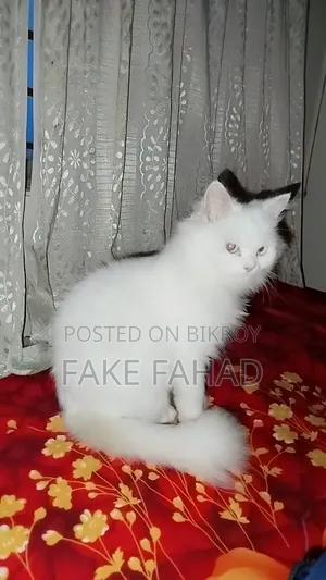 6-12 Months Male Purebred Persian