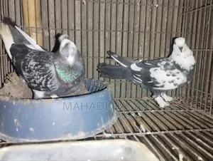 দেশি পায়রা কবুতার