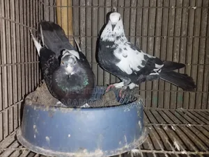 দেশি পায়রা কবুতার