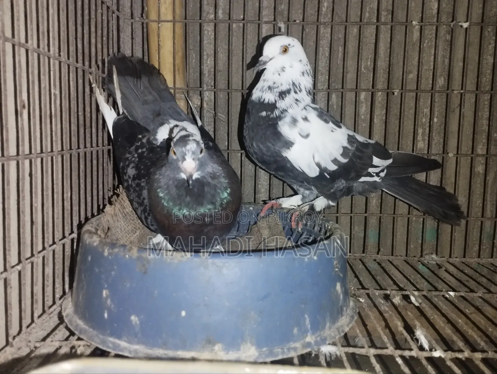 দেশি পায়রা কবুতার