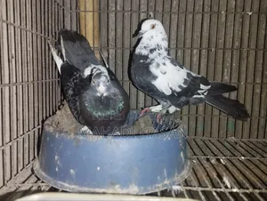দেশি পায়রা কবুতার