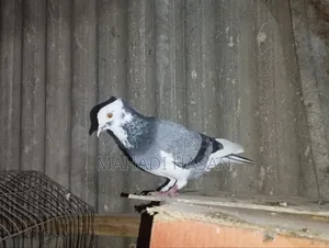 দেশি পায়রা কবুতার