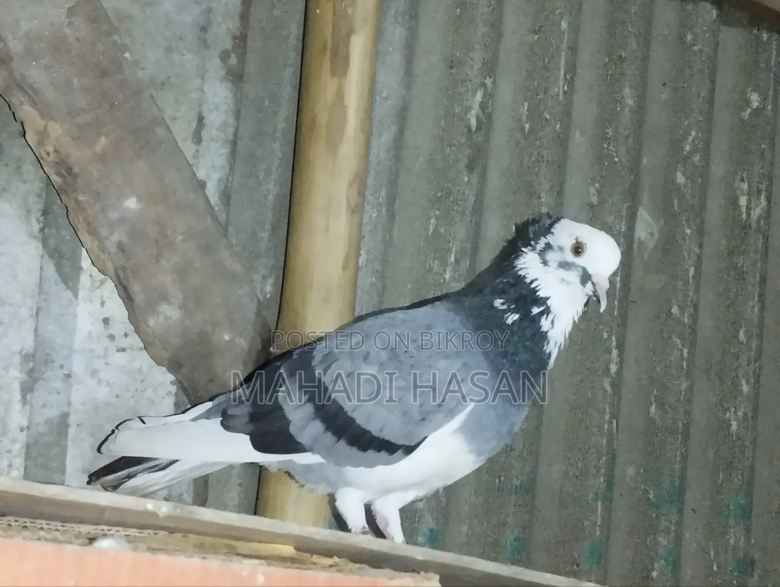 দেশি পায়রা কবুতার
