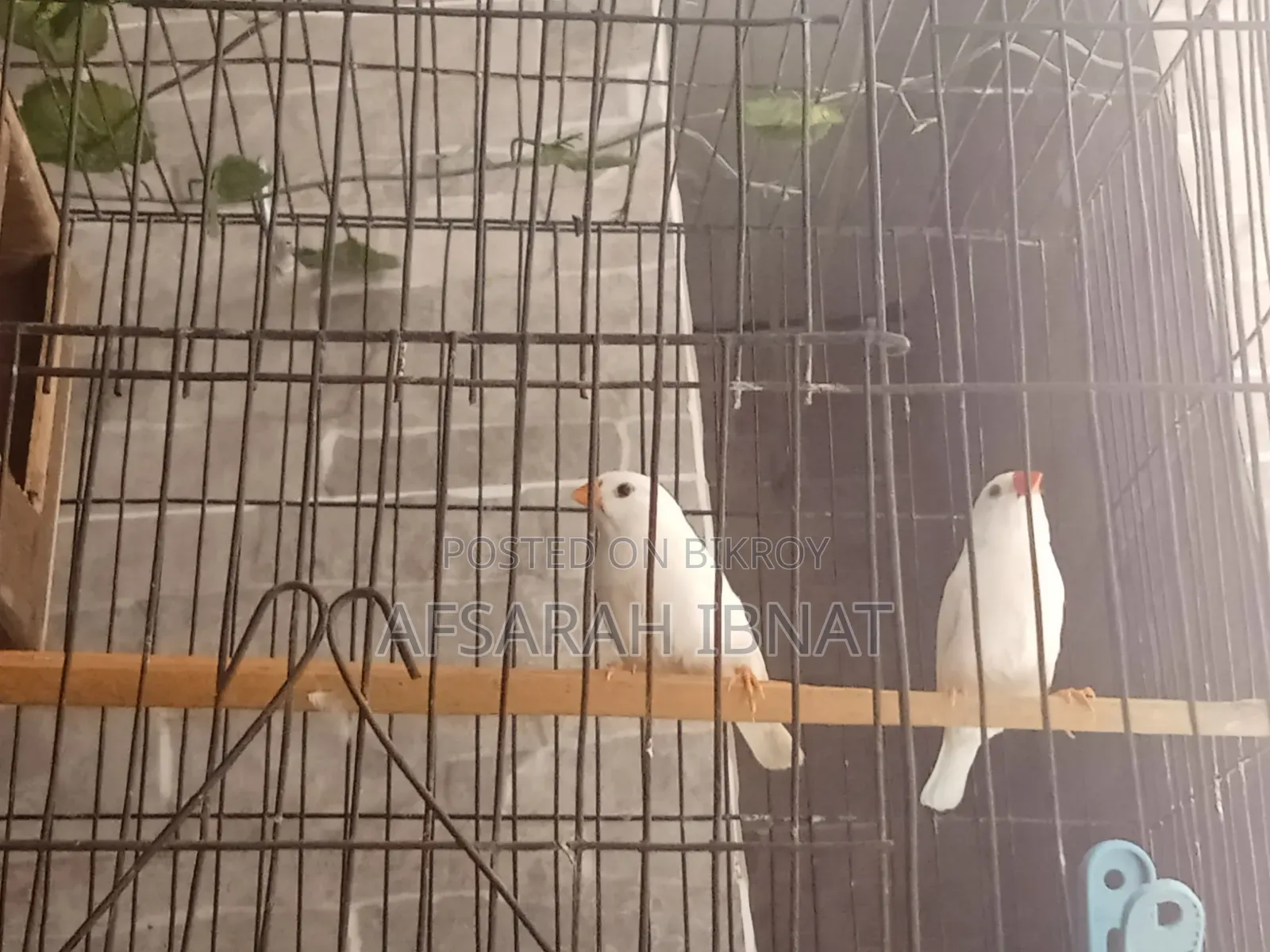 Snow White Finch Bird/Finch