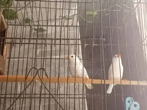 Snow White Finch Bird/Finch