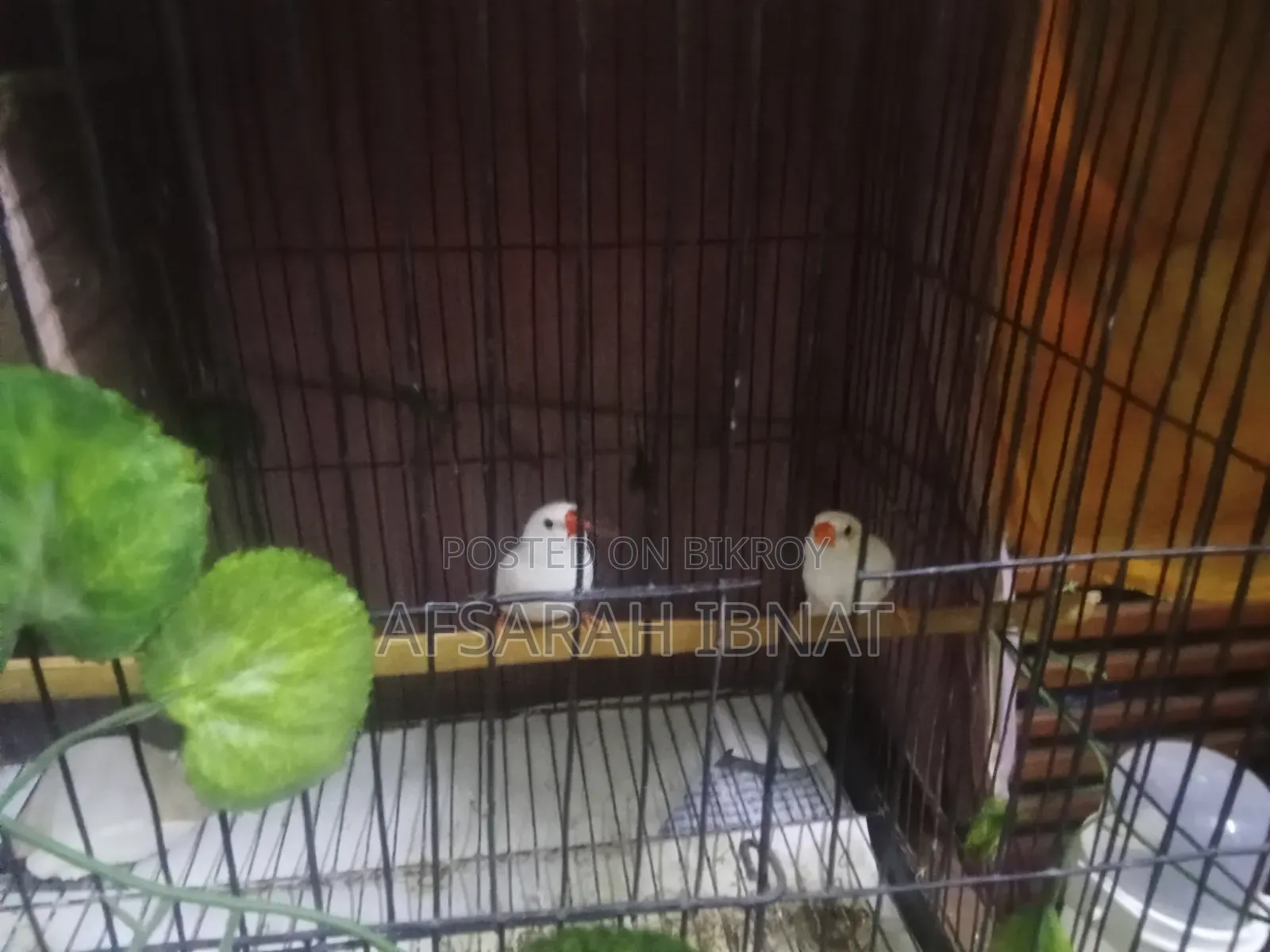 Snow White Finch Bird/Finch