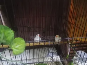 Snow White Finch Bird/Finch