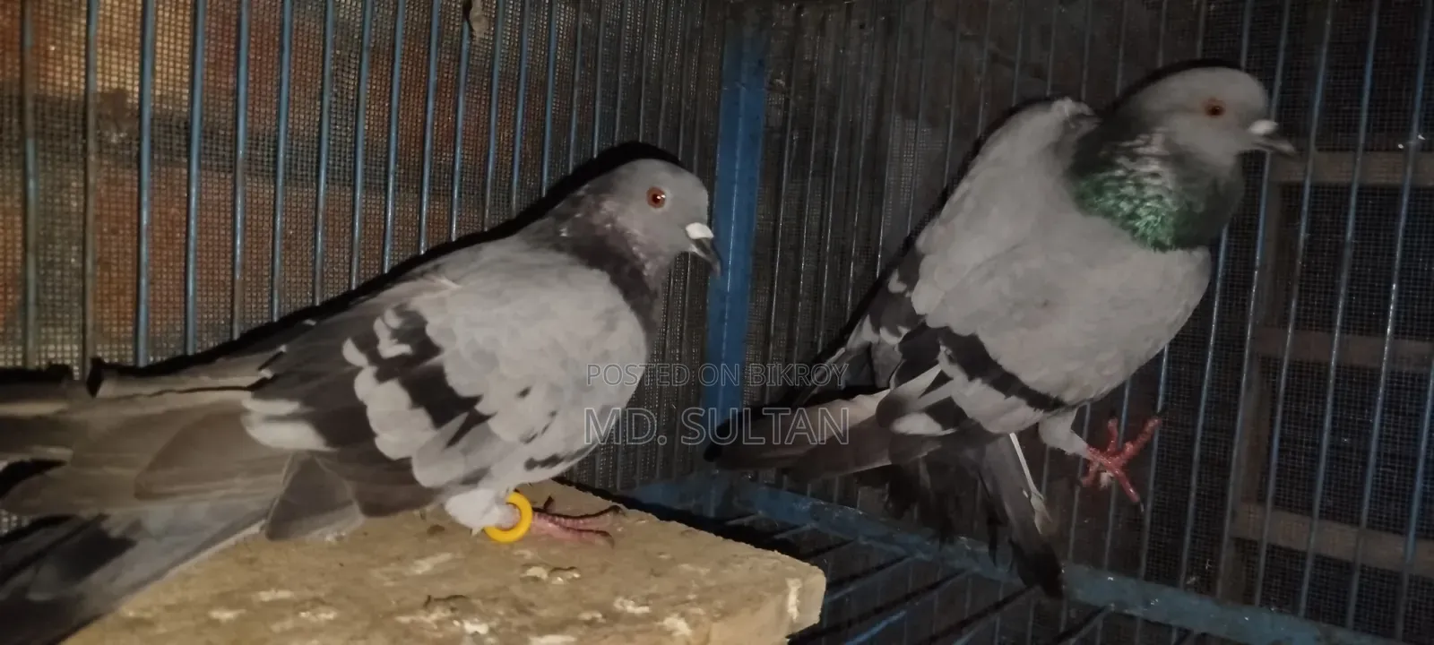 বুনো কবুতর