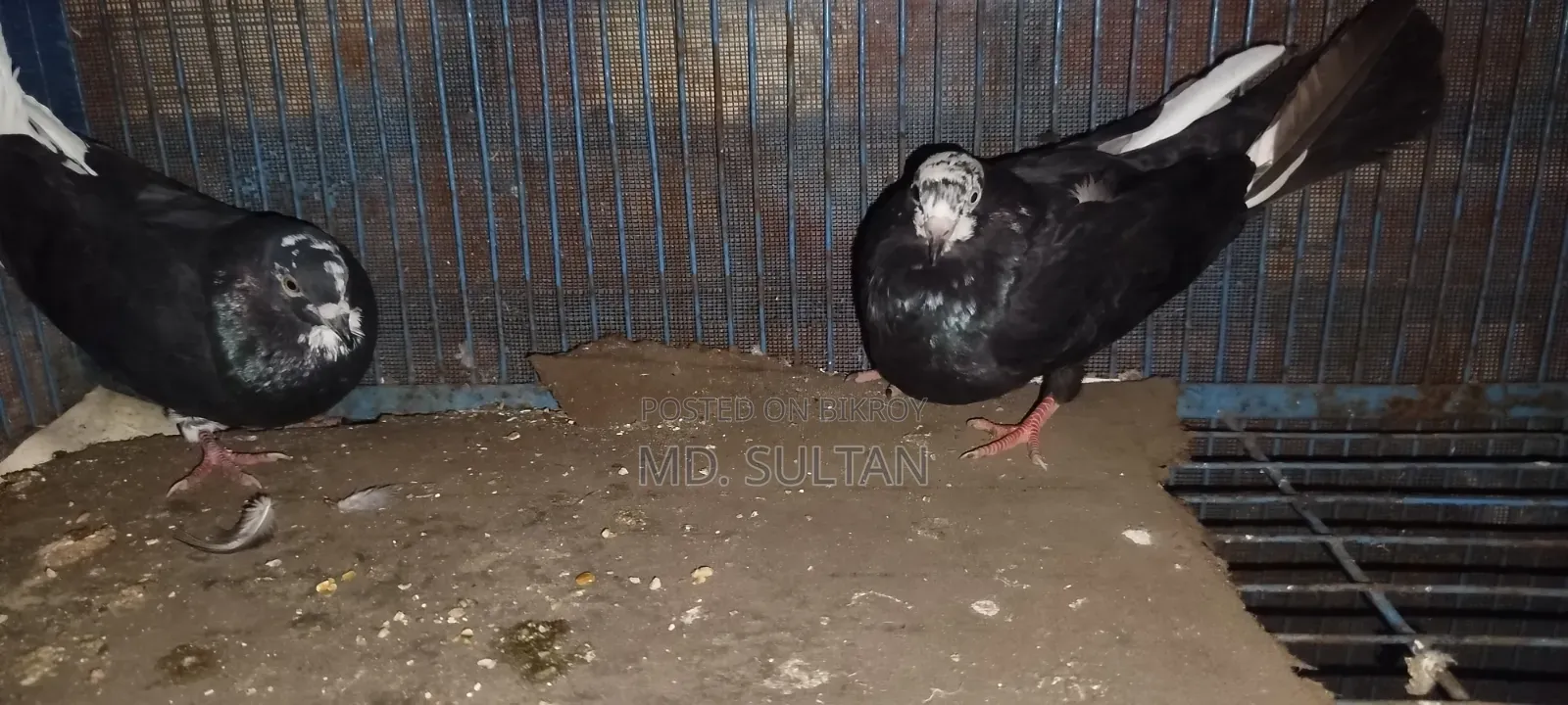 বুনো কবুতর