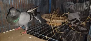 বুনো কবুতর