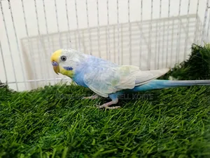 Rainbow Budgerigar Bird Male