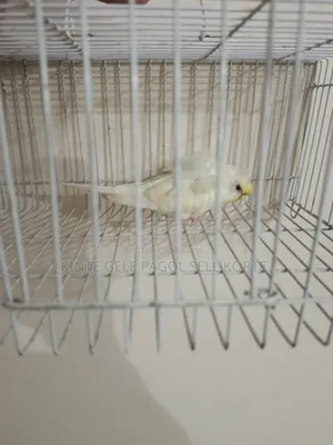 Crimino Red Eyes Female