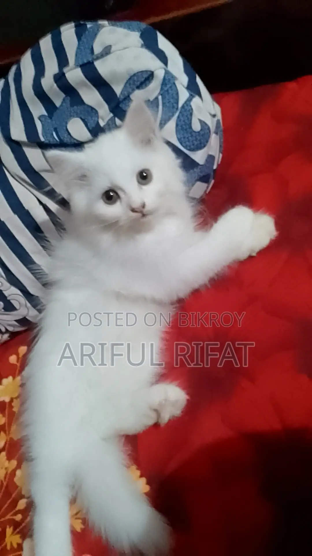 1-3 Months Male Purebred Persian