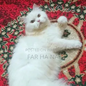 6-12 Months Male Purebred Ragdoll