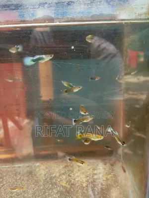 হোয়াইট টাক্সিডো গাপি