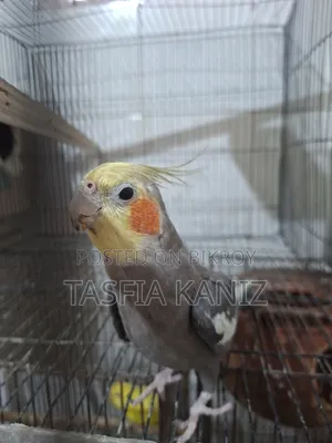 Gray Male Cockatiel
