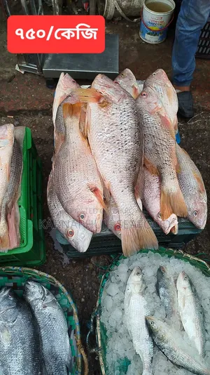চট্টগ্রাম ফিশারিঘাটের সামুদ্রিক মাছ ও শুটকি