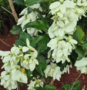 White Mussaenda