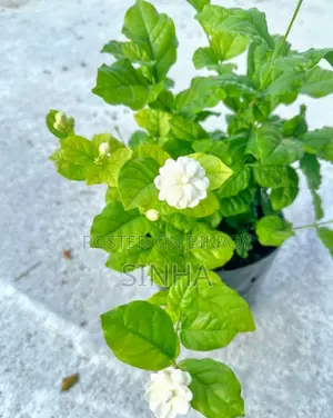 Beli Flower (Arabian Jasmine)