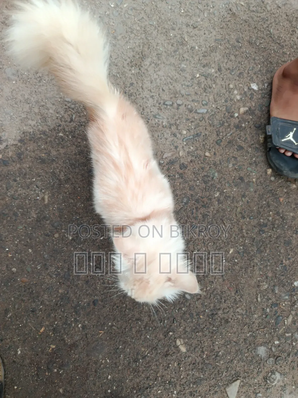 6-12 Months Male Purebred Persian