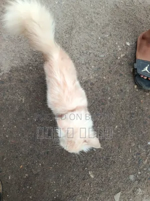 6-12 Months Male Purebred Persian