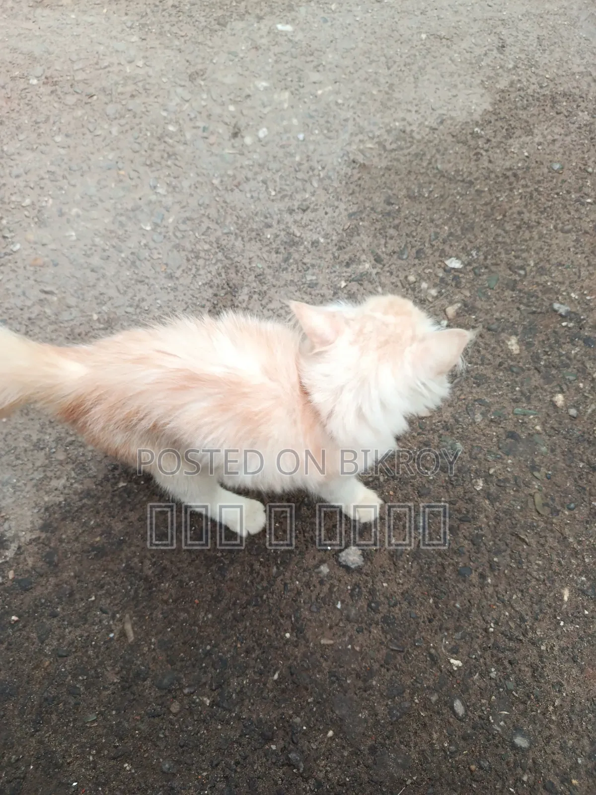 6-12 Months Male Purebred Persian