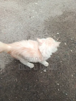 6-12 Months Male Purebred Persian