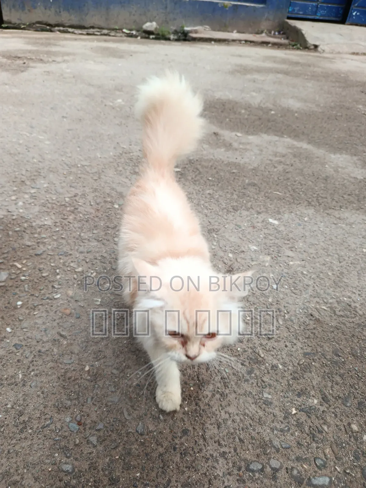 6-12 Months Male Purebred Persian