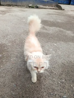 6-12 Months Male Purebred Persian