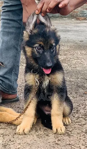 1-3 Months Male Purebred German Shepherd