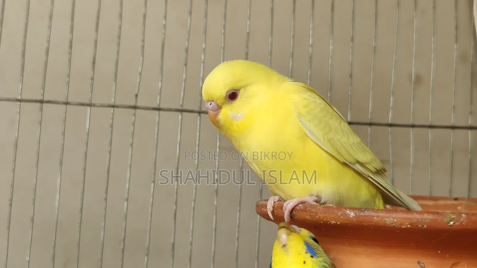 3 Classic Budgerigars and 1 Lutino (Red Eye)