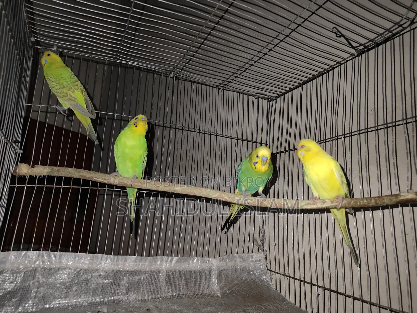 3 Classic Budgerigars and 1 Lutino (Red Eye)