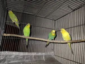 3 Classic Budgerigars and 1 Lutino (Red Eye)